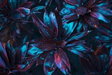 Blumenbild Blumen im Fokus