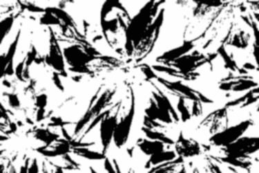 Blumenbild Blumen im Fokus